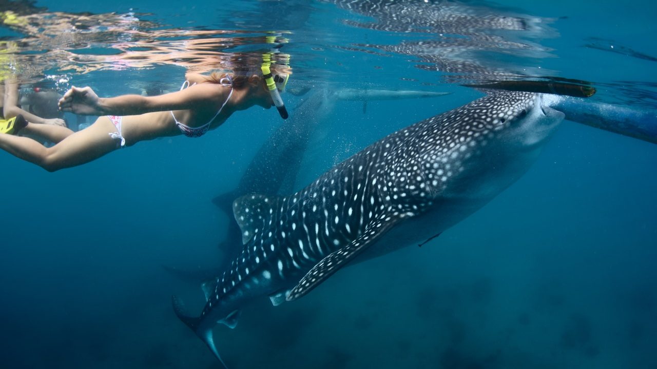 Things-to-do-in-Isla-Mujeres