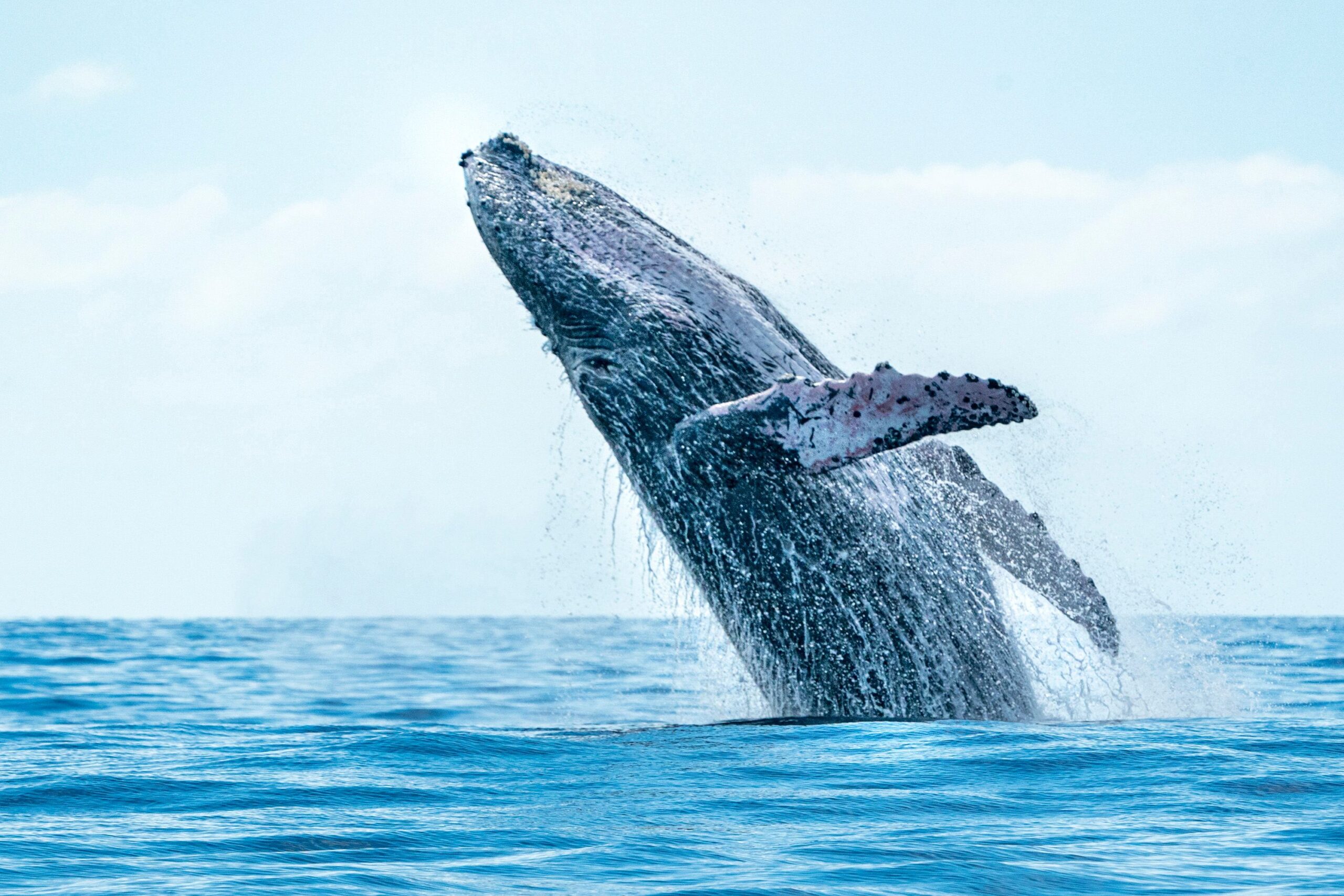 Avistamiento de Ballenas en Los Cabos