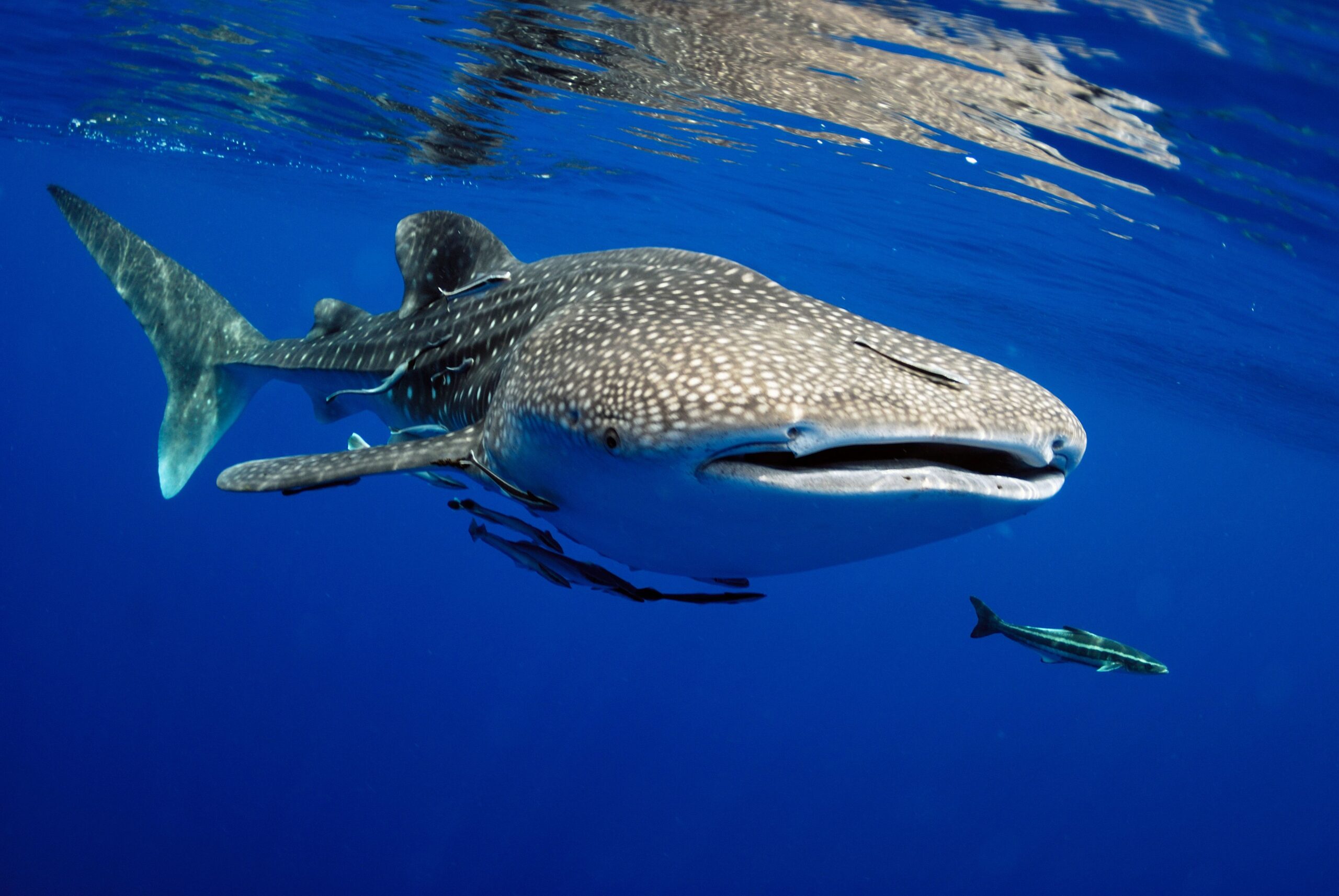 Lo que debes saber sobre nadar con tiburón ballena en Cancún