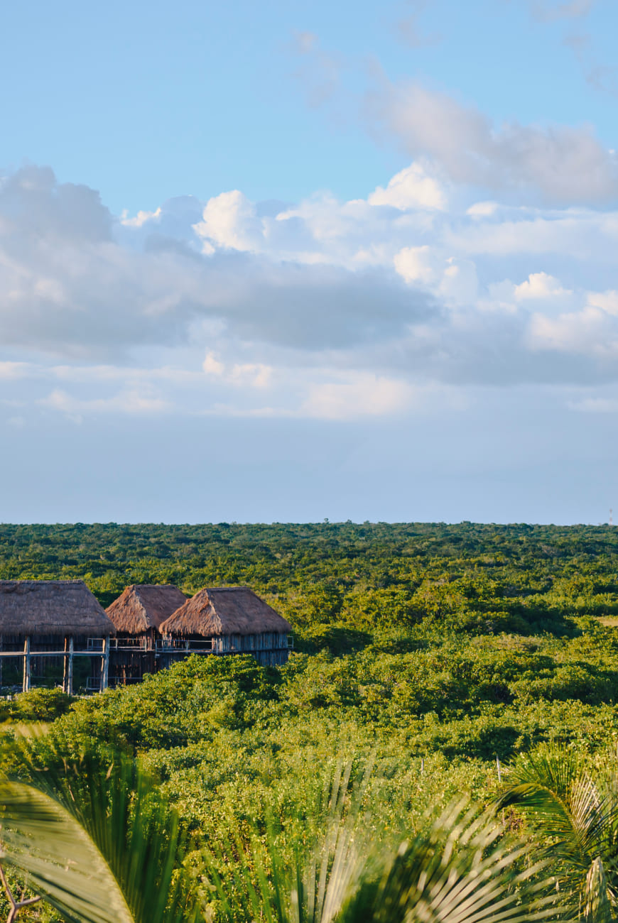 Un Mundo Más Verde — acción eco de Mayan Monkey 7
