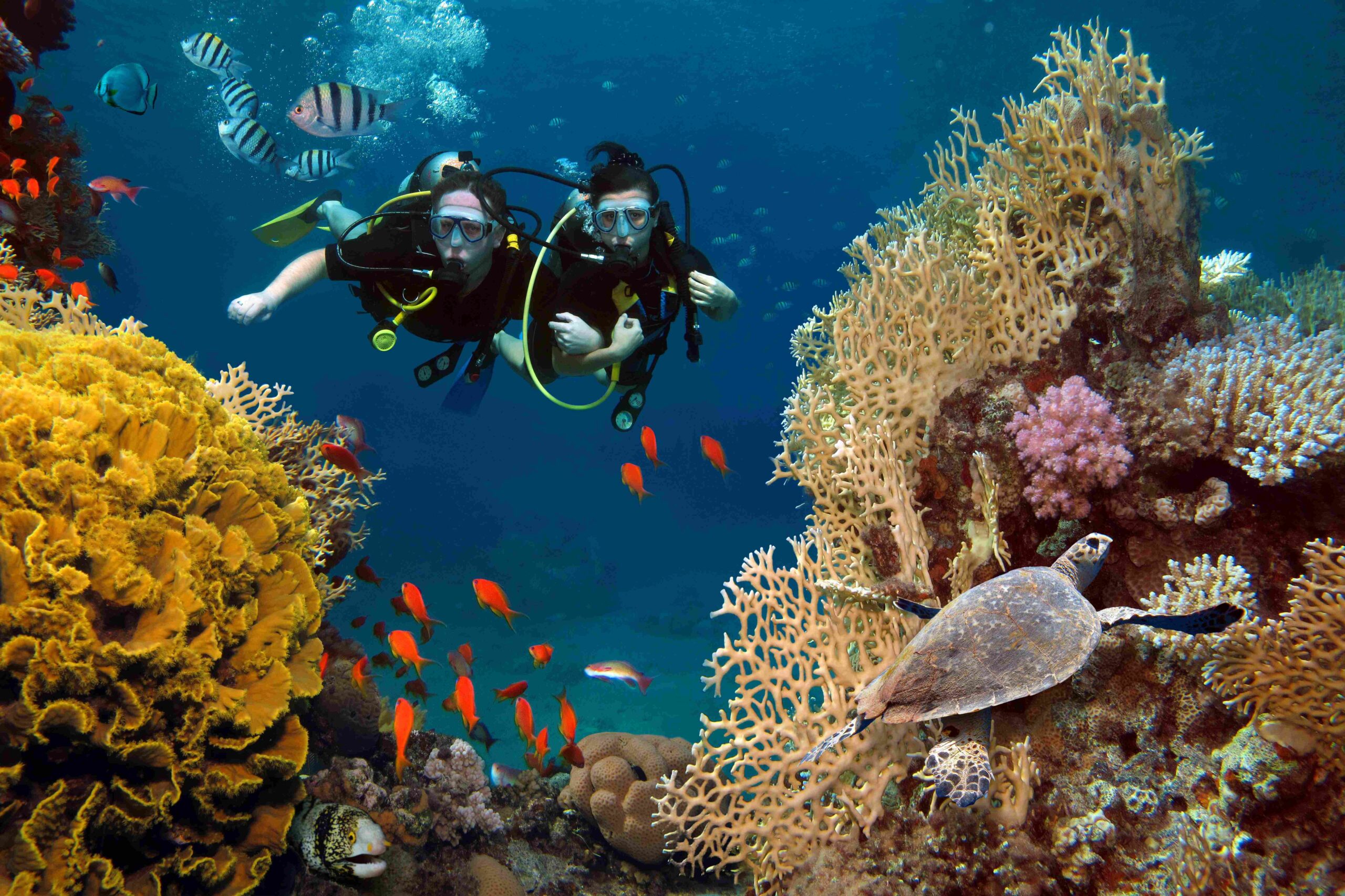 Arrecifes, ecoturismo, mayan monkey- mexico