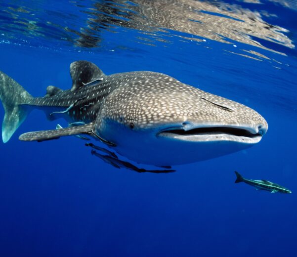 whale-shark-swim