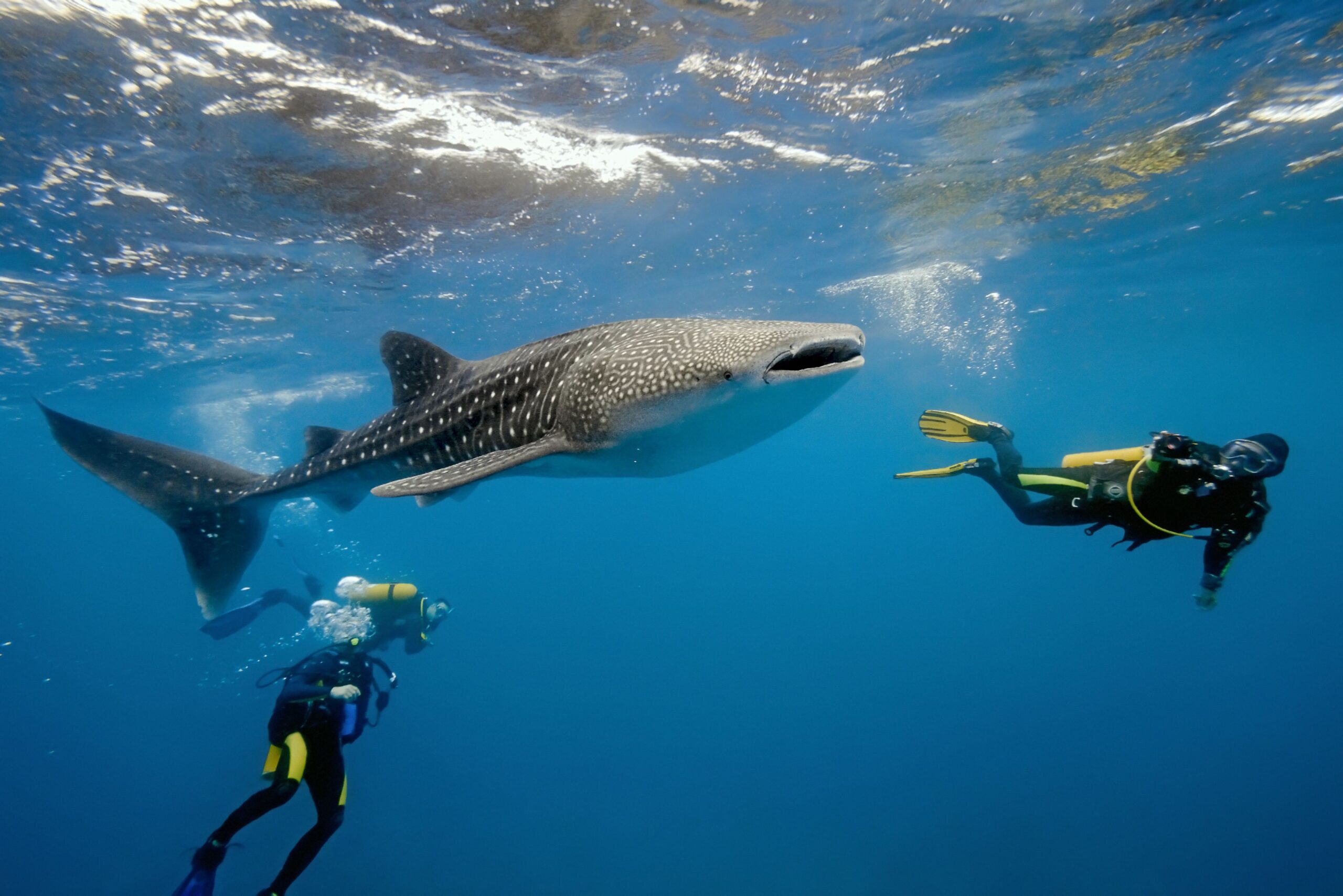 whale-shark-swim