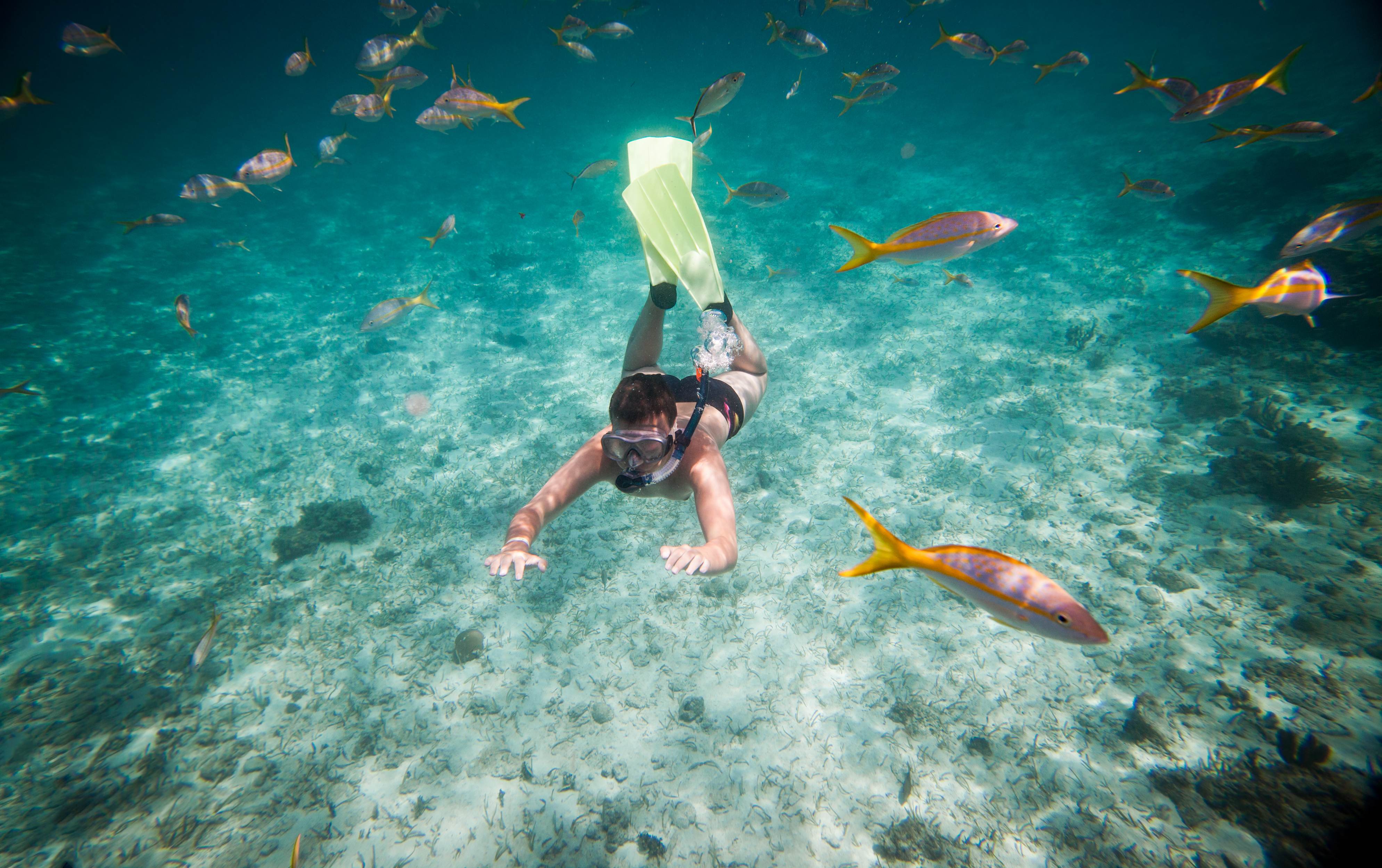 Cabo Pulmo-Los Cabos-Viaje-Mayan Monkey-Snorkeling