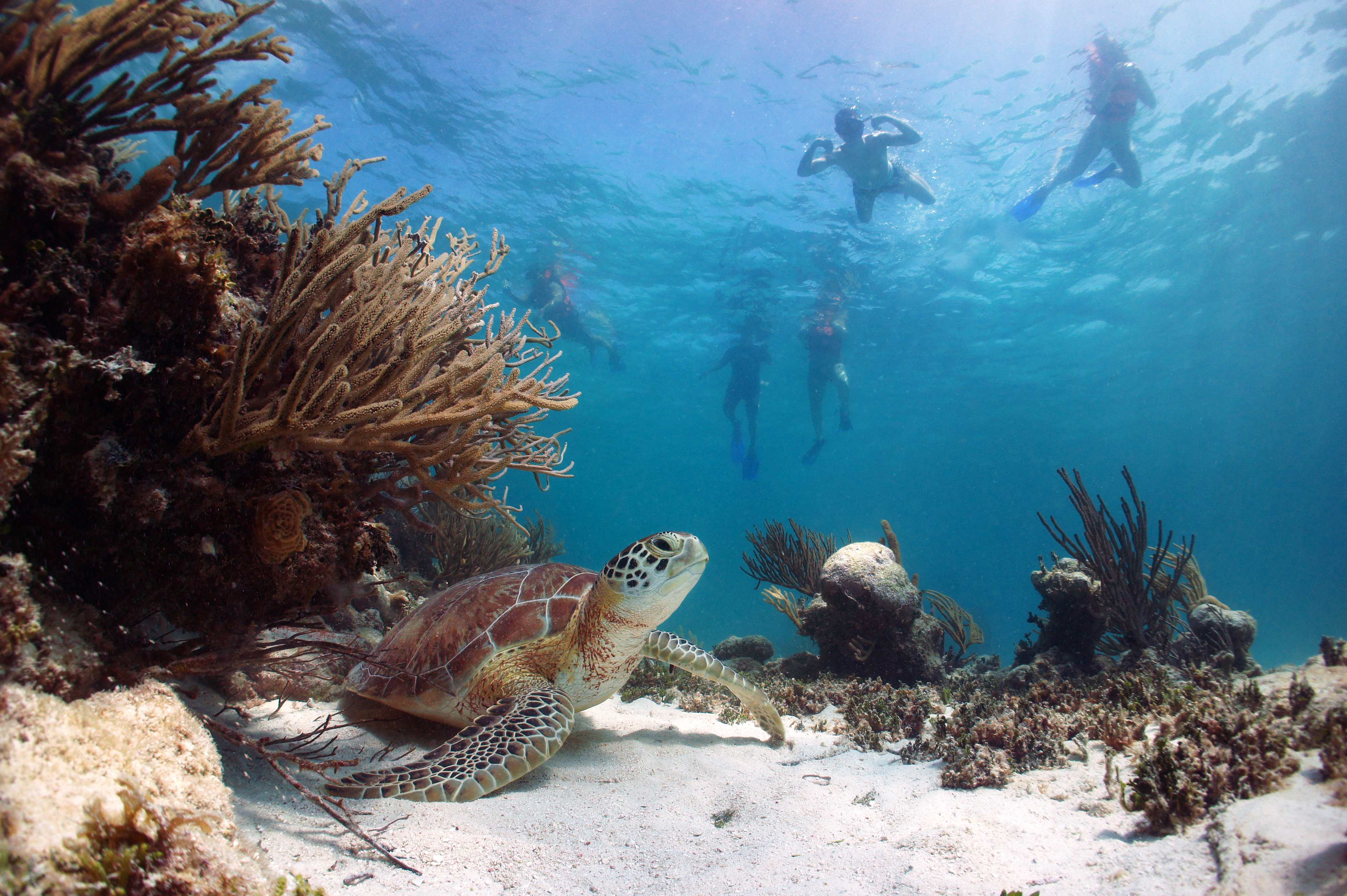 Cabo Pulmo-Los Cabos-Viaje-Mayan Monkey-Snorkeling