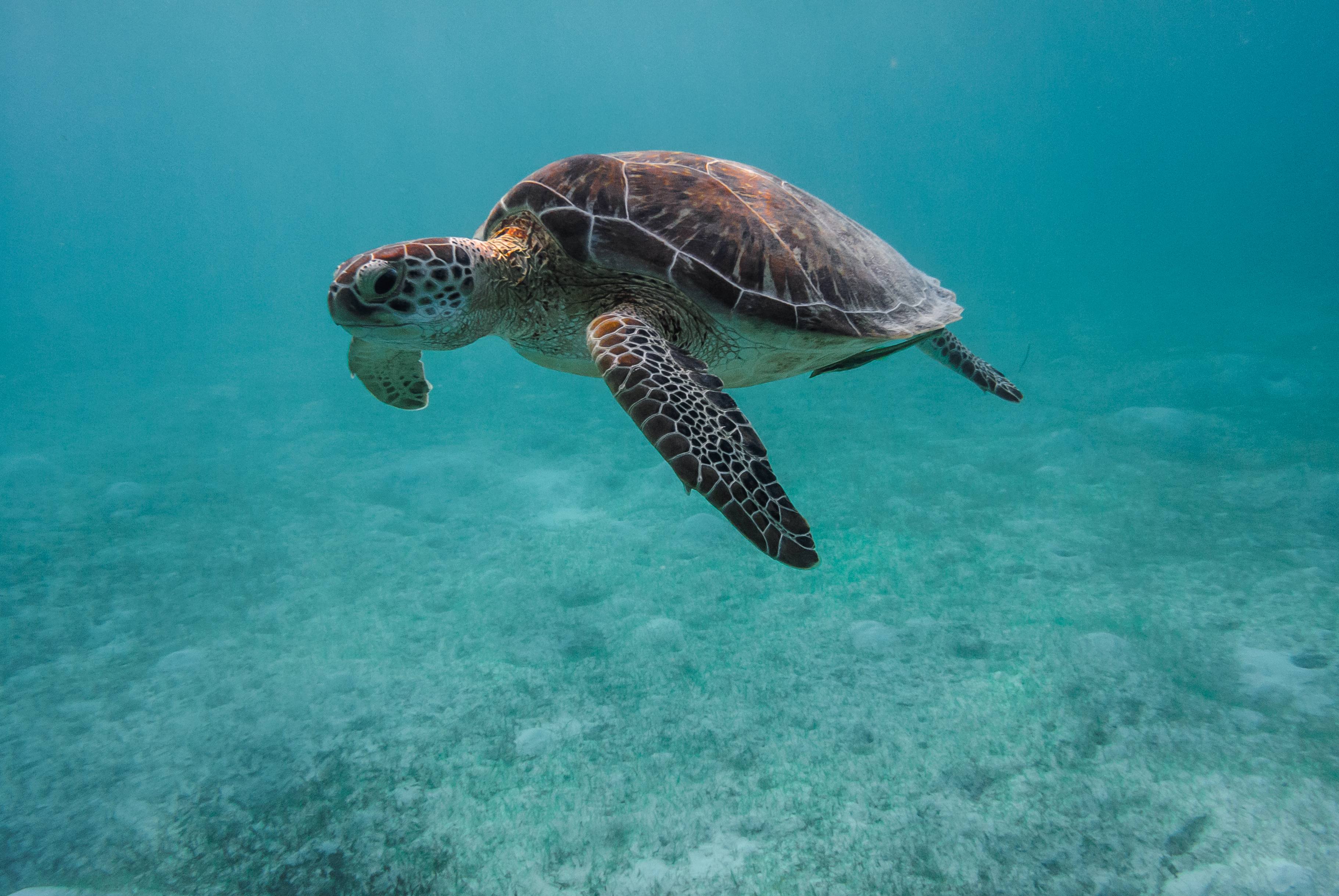 The Most Amazing Places to Snorkel in Tulum - Mayan Monkey News